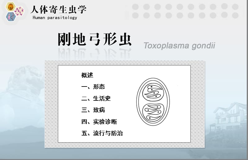 刚地弓形虫.ppt_第3页