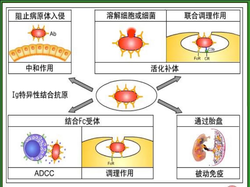 抗原抗体反应.ppt_第2页