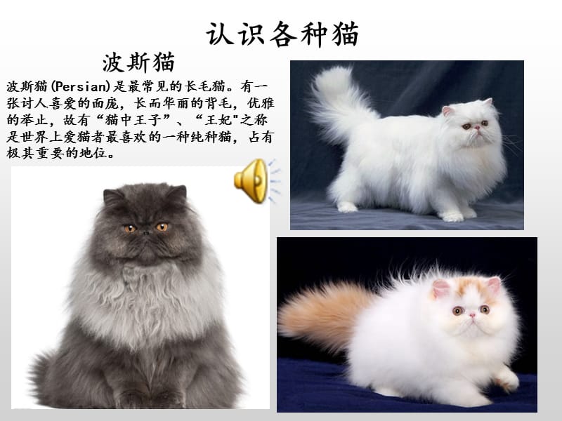 15.猫教学课件.ppt_第2页