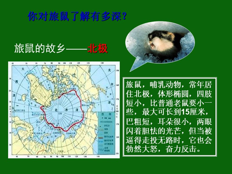 13旅鼠之谜讲课稿.ppt_第3页