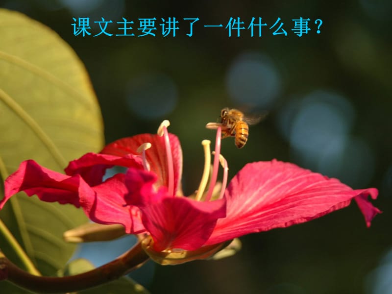 14蜜蜂课件.ppt_第3页