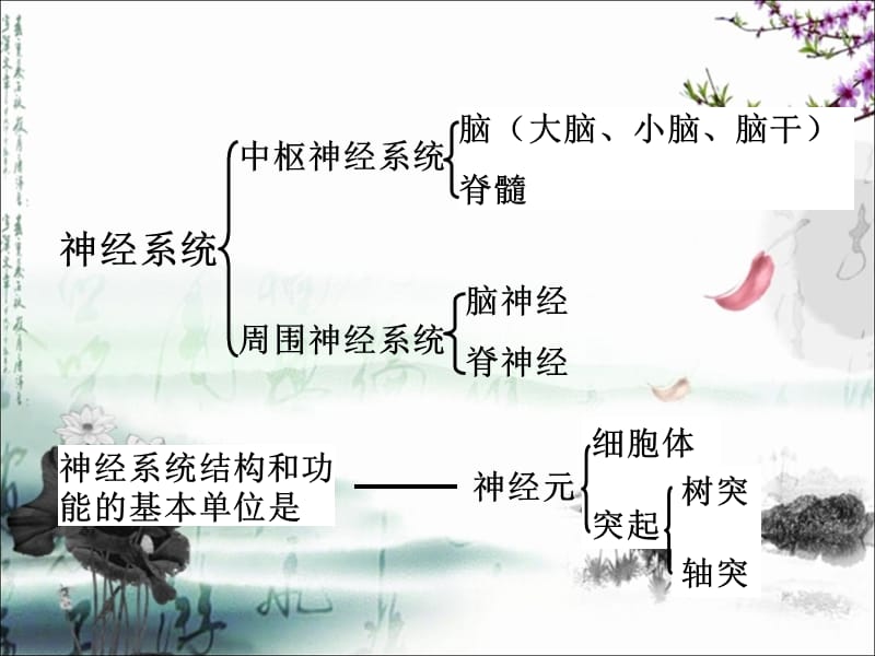 12神经调节.ppt_第2页