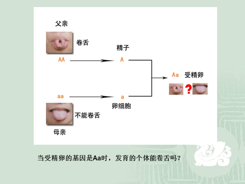 第三节基因的显性和隐性.ppt_第2页