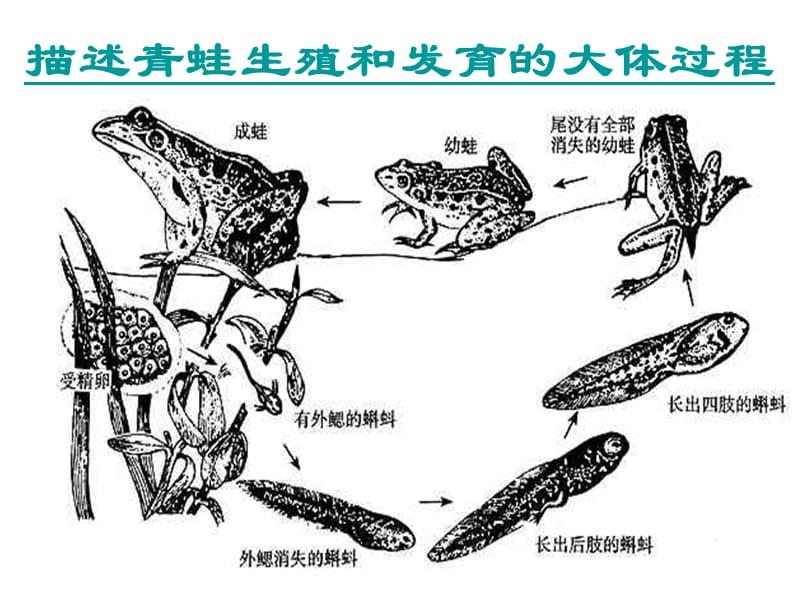 第三节两栖动物的生殖和发育_课件.ppt_第2页