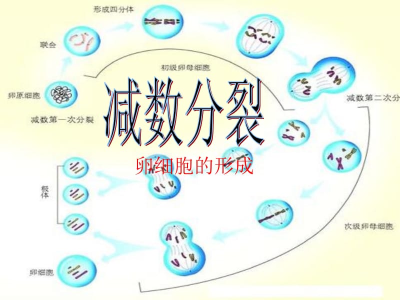 减数分裂卵细胞的形成.ppt_第1页