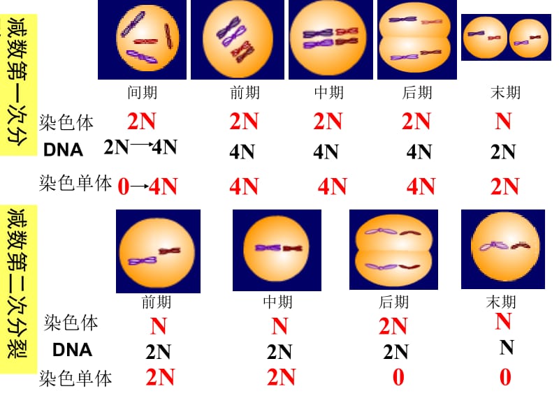 减数分裂卵细胞的形成.ppt_第2页