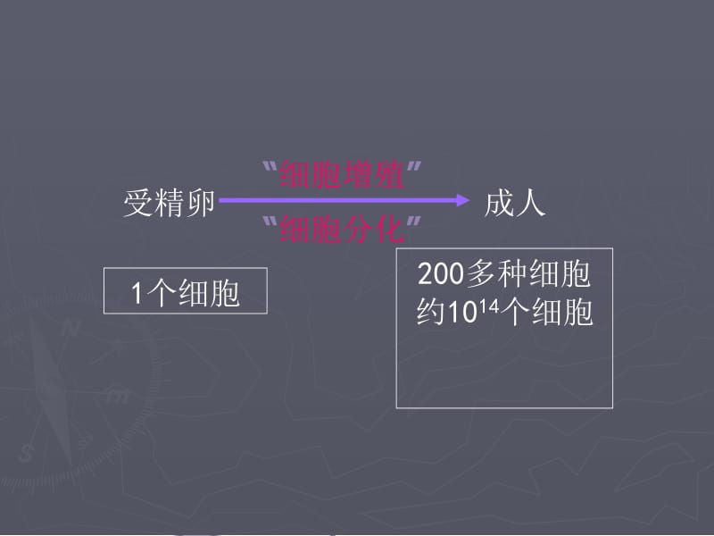 8细胞增殖分化异常与疾病3.ppt_第2页