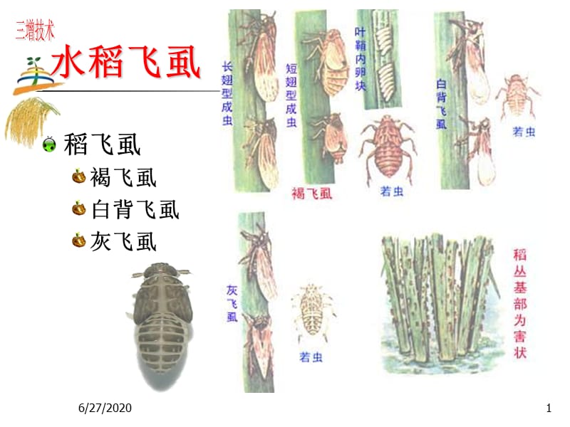 水稻虫害防治技术讲座2.ppt_第1页