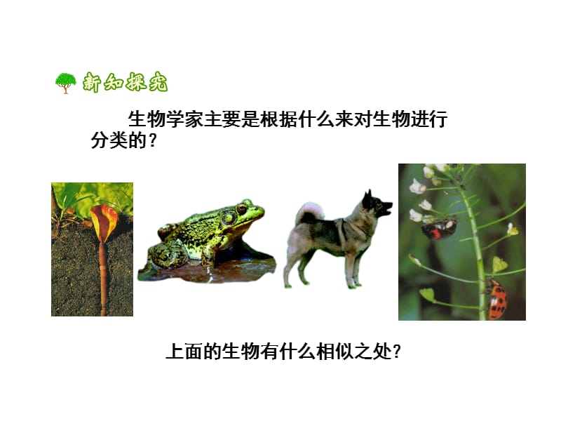 第二节从种到界课件.ppt_第3页