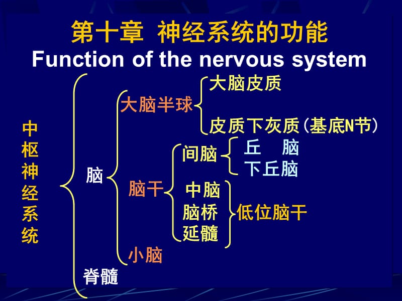 十章神经系统的功能Functionofthenervoussystem.ppt_第1页