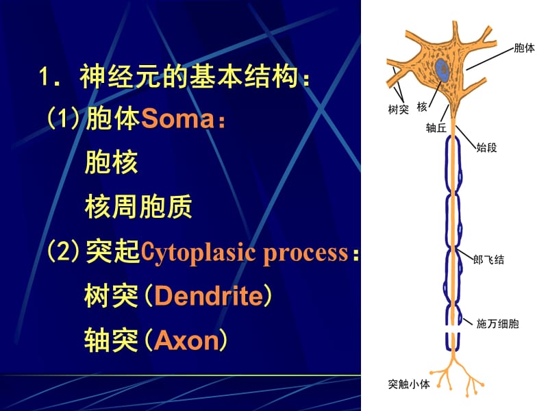 十章神经系统的功能Functionofthenervoussystem.ppt_第3页