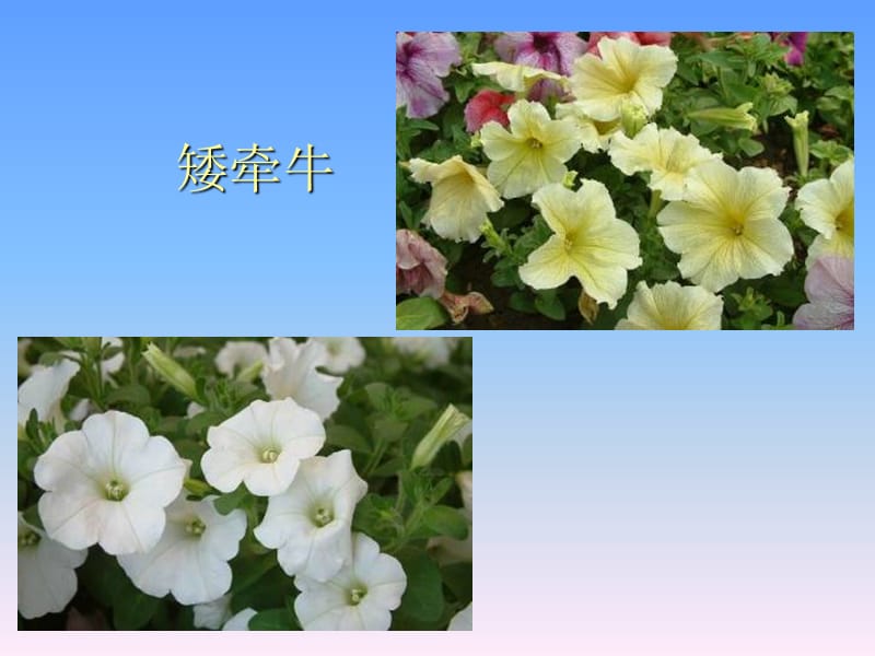 认识园林植物.ppt_第2页