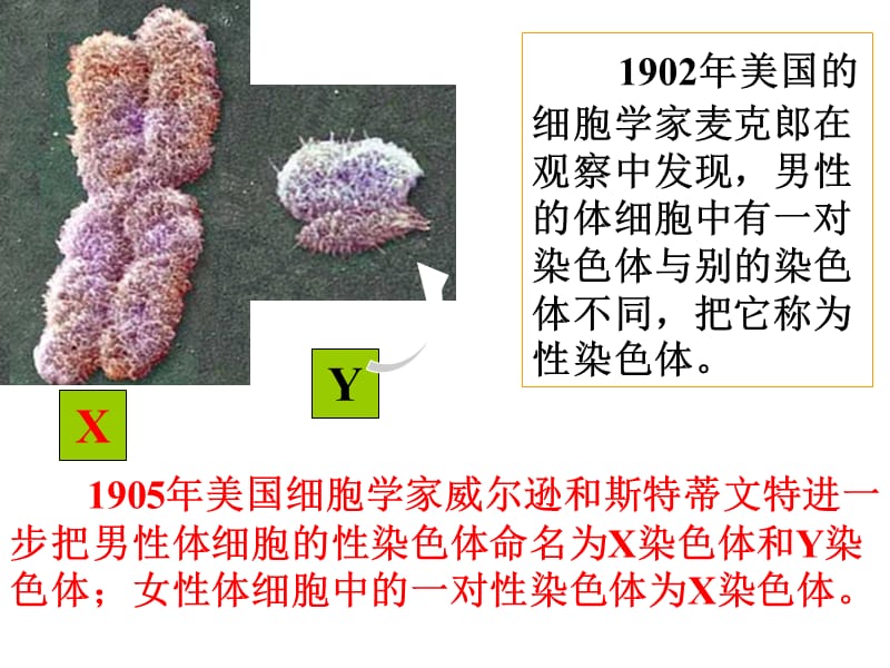 724人的性别遗传.ppt_第3页