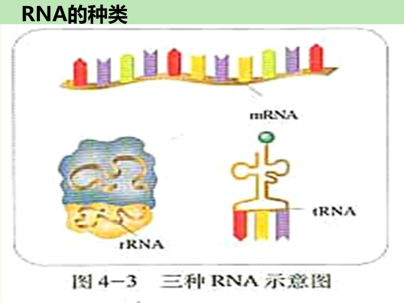 4.1《基因指导蛋白质的合成》课件9赵桂玲.ppt_第3页