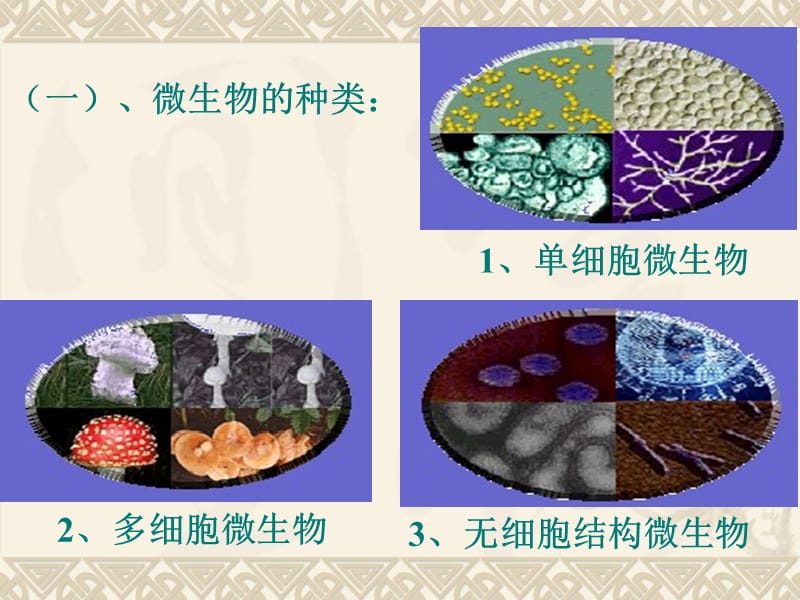 第一节微生物在生物圈中的作用.ppt_第3页