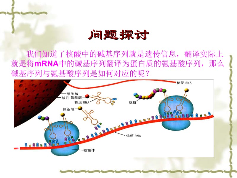 人教必修二生物第4章基因的表达第3节遗传密码子的破译.ppt_第2页