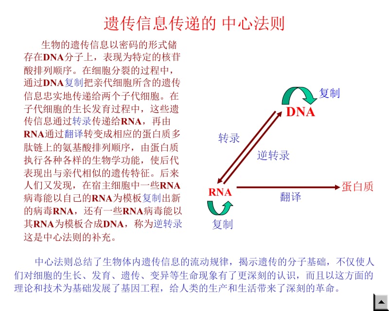 j11核酸的生物合成.ppt_第2页