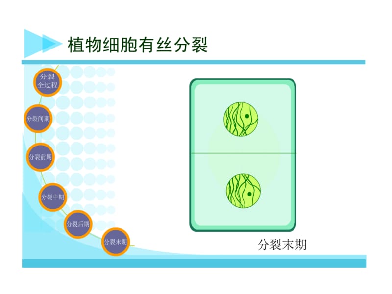 复xi减数分裂.ppt_第2页