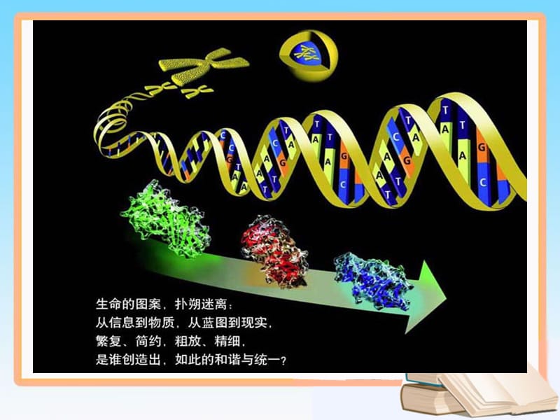 4.1《基因指导蛋白质的合成》课件10肖霞.ppt_第2页