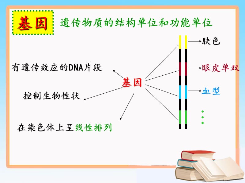 4.1《基因指导蛋白质的合成》课件10肖霞.ppt_第3页