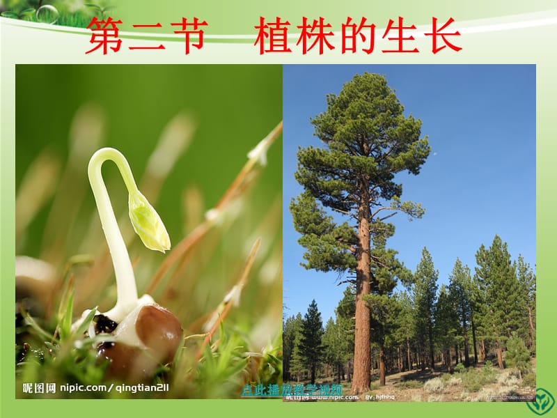 第二节__植株的生长 (2).ppt_第1页