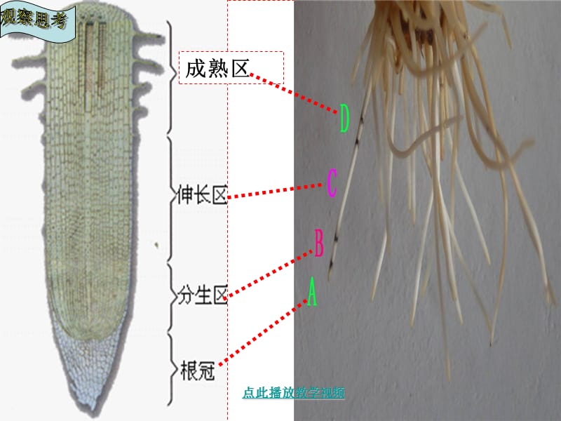 第二节__植株的生长 (2).ppt_第2页