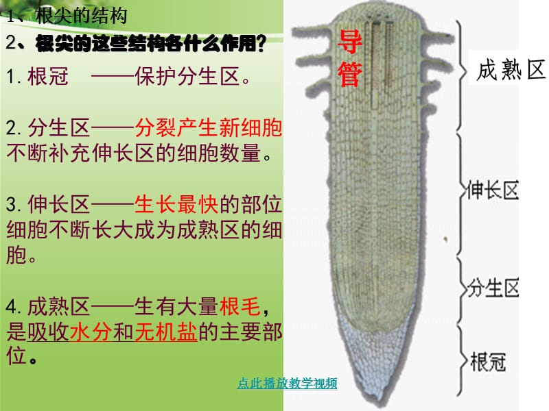 第二节__植株的生长 (2).ppt_第3页