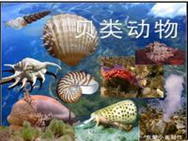 付海容513软体动物和节肢动物.ppt_第3页