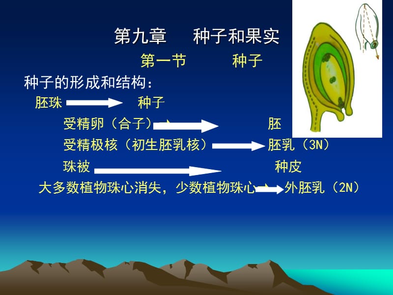 9第九章种子和果实.ppt_第2页