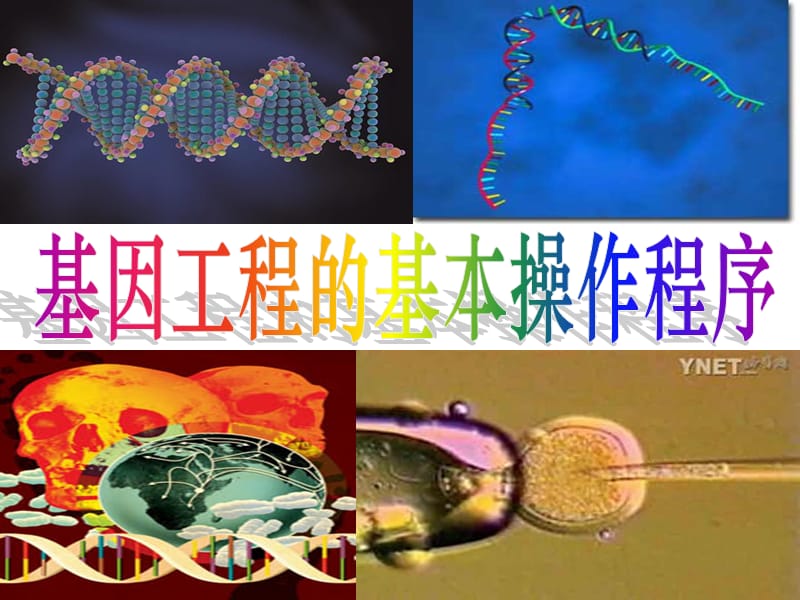 1.2《基因工程的基本操作程序》.ppt_第1页