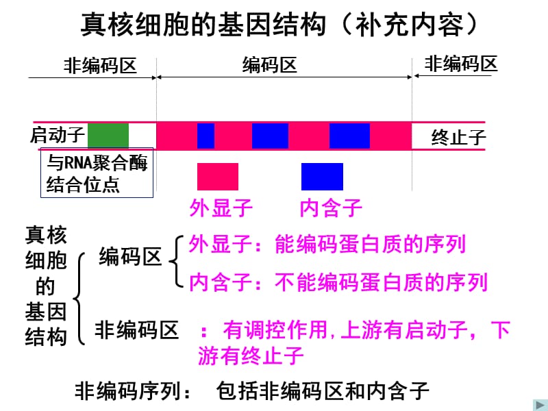 1.2《基因工程的基本操作程序》.ppt_第3页