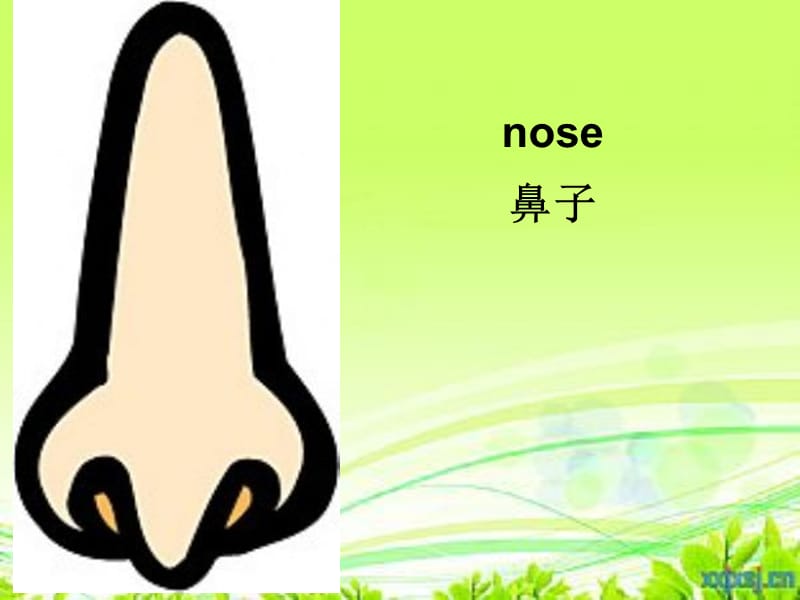 10Unit2Pointtohernose(4).ppt_第2页