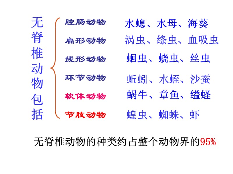 第一章动物的主要类群复习39PPT.ppt_第2页