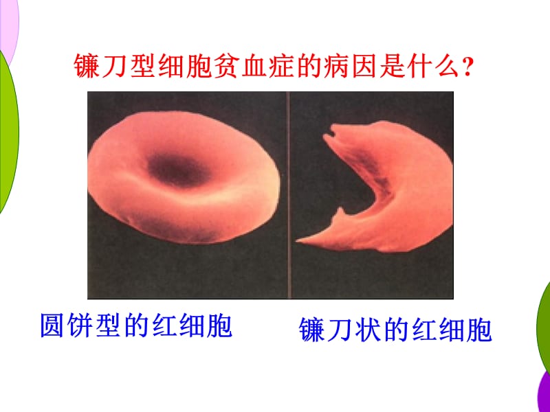 5.1《基因突变和基因重组》课件顾良国.ppt_第3页