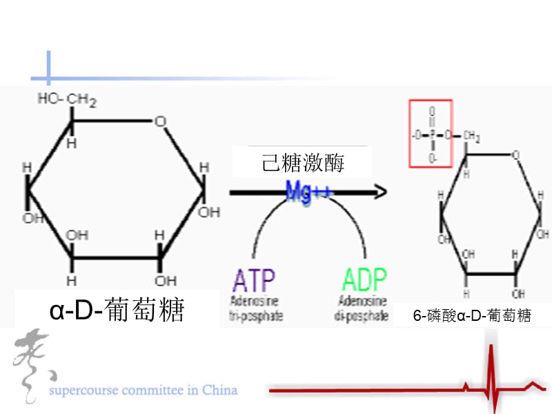 镁离子的讨论正反两方面.ppt_第3页