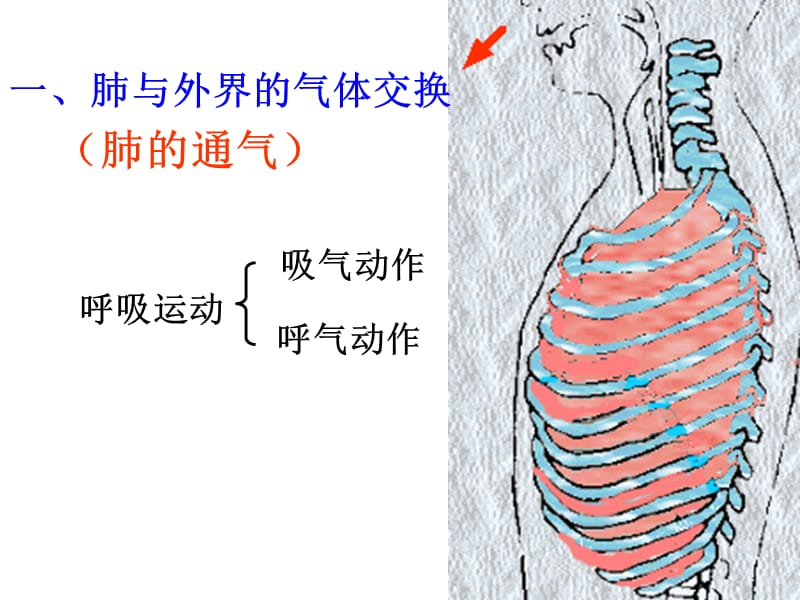 第二节_发生在肺内的气体交换(1).ppt_第3页