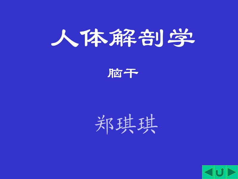 人体解剖学脑干.ppt_第1页