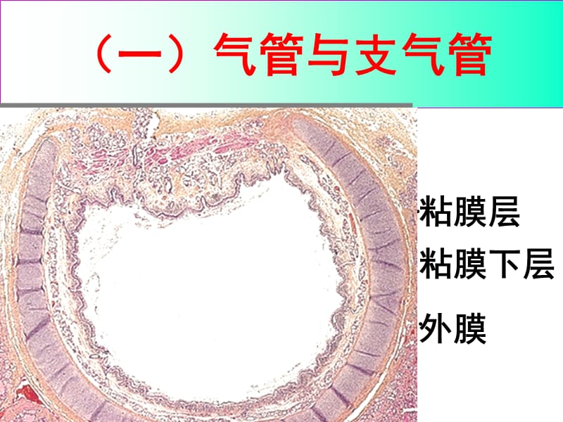 《系统解剖学》呼吸系统.ppt_第3页