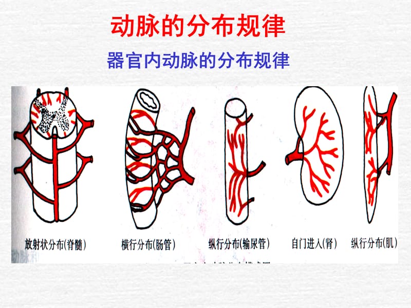 《系统解剖学动脉》PPT课件.ppt_第3页