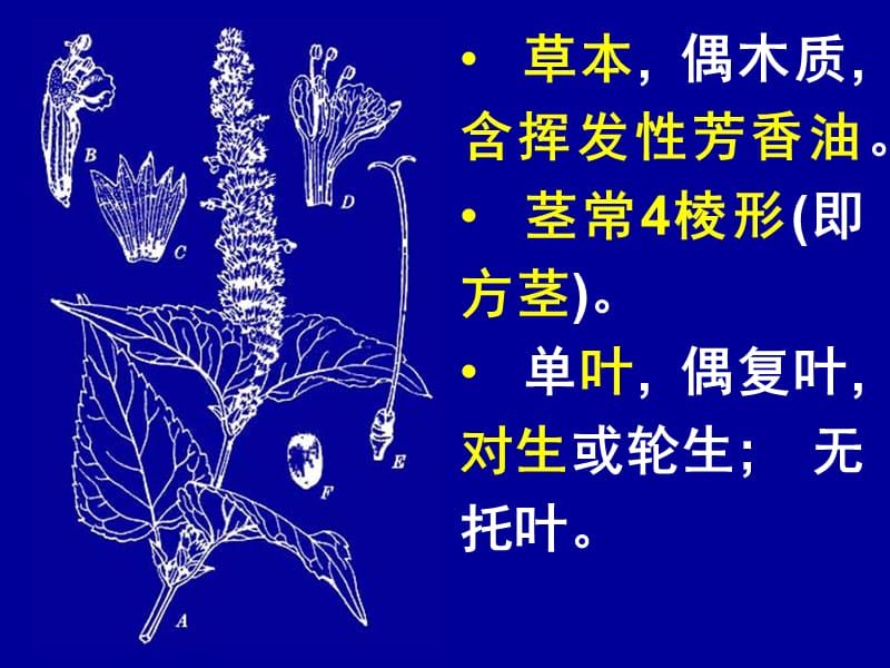 唇形科LemiaceaeLabiatae.ppt_第2页