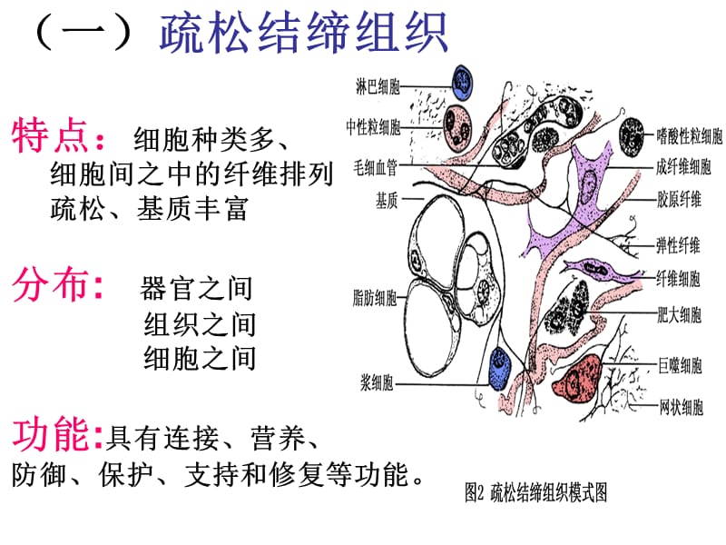 疏松结缔组织.ppt_第2页