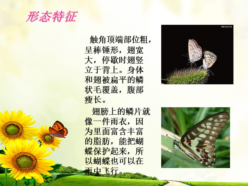 美丽身影.ppt_第3页