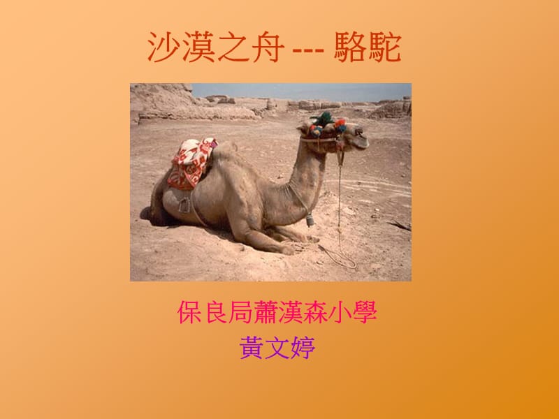沙漠之舟骆驼.ppt_第1页