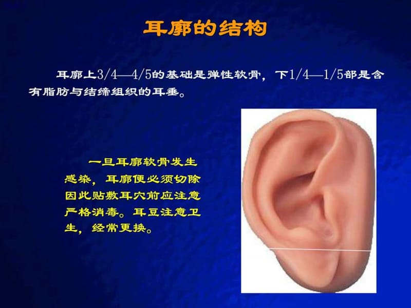 耳穴快速记忆法、定位法及各种操作方法_1557271482.ppt.ppt_第2页