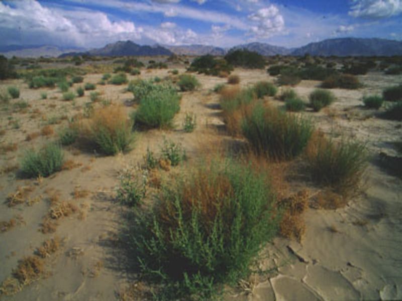 一个地区内生长所有植物叫做这个地区植被.ppt_第3页