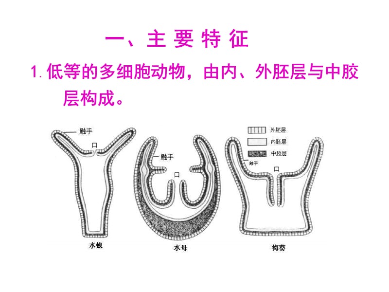 刺胞动物门Cnidaria.ppt_第2页