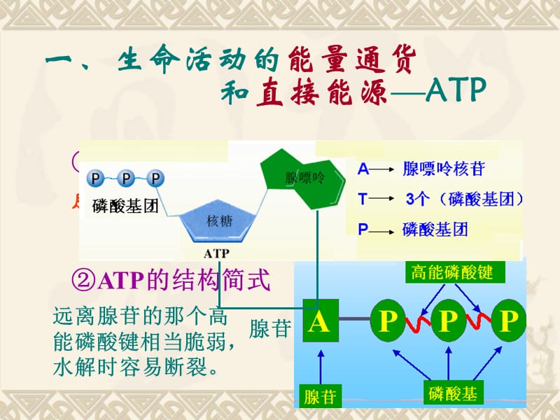 一生命活动的能量通货和直接能源ATP.ppt_第2页