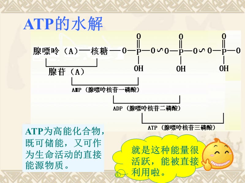 一生命活动的能量通货和直接能源ATP.ppt_第3页