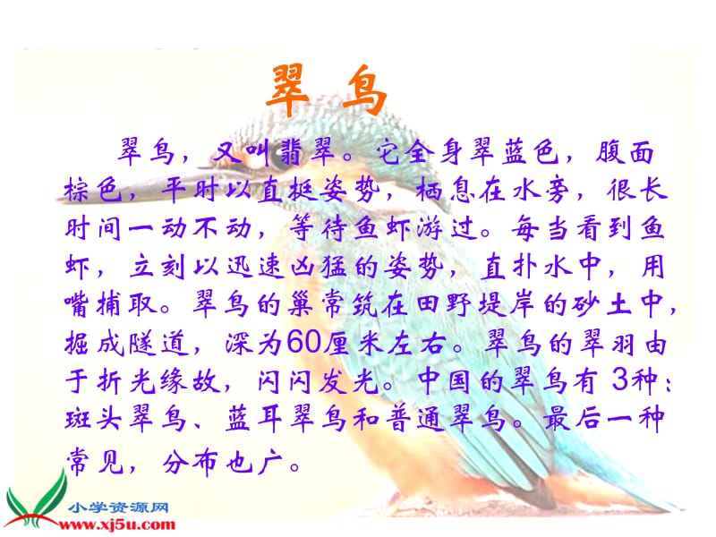 翠鸟课件(1).ppt_第2页