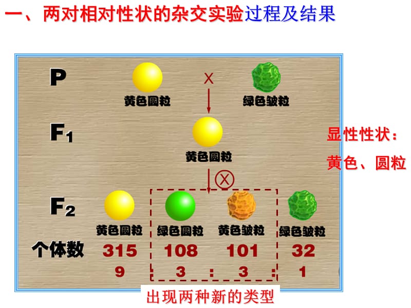 生物：基因的自由组合定律课件上课用.ppt_第2页